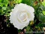 Great North Eastern Rose 