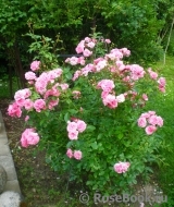 Coral Border