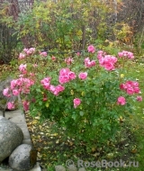 Coral Border