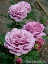 Rose Thelma