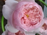 The Alnwick Rose