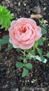 The Alnwick Rose