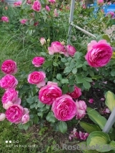 Cyclamen Pierre de Ronsard