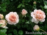 Abraham Darby