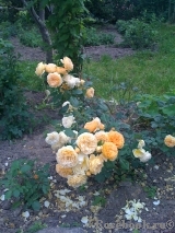 Crown Princess Margareta®