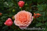 Coral Lions-Rose