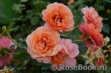 Coral Lions-Rose