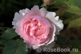 The Wedgwood Rose