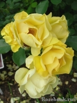 Yellow Fleurette 