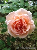 Abraham Darby