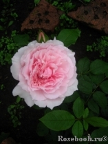 The Wedgwood Rose