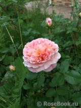 Abraham Darby