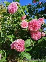 Gertrude Jekyll