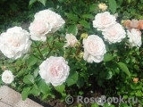 Great North Eastern Rose 