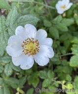 Rosa arvensis