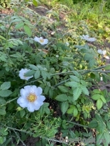 Rosa arvensis