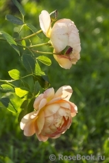 Lady of Shalott 