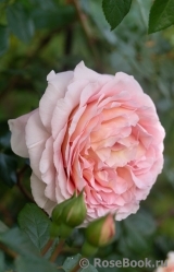 Abraham Darby