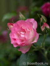 Bordure Rose 