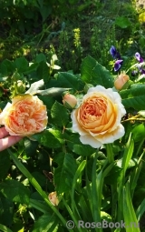 Crown Princess Margareta®