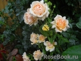 Caron Keating Rose 