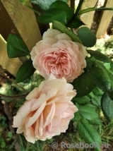 A Shropshire Lad