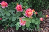 Rose des Cisterciens 