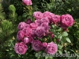 Rose Thelma