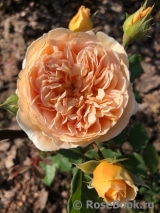 Crown Princess Margareta®