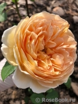 Crown Princess Margareta®