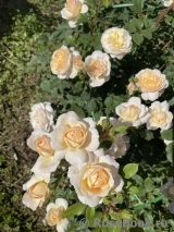 Crocus Rose® 