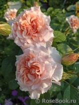 Dr.Hermann Schulze-Delitzsch Rose