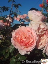 Abraham Darby