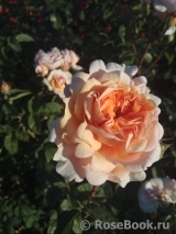 Crown Princess Margareta®