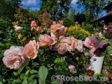 A Shropshire Lad