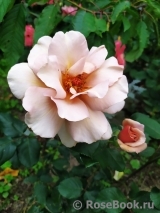 Julia's Rose