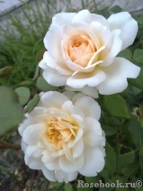 Crocus Rose® 