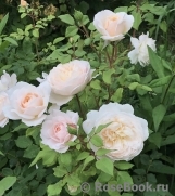 Crocus Rose® 