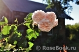 Rose de Tolbiac ®