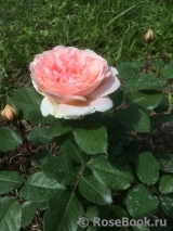 Abraham Darby