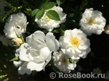 Bees Paradise Rose White