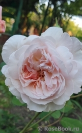 A Shropshire Lad