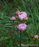 Pink Medallion