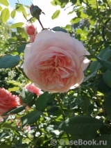 A Shropshire Lad