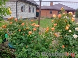 Lady of Shalott 