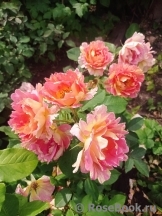 Rose des Cisterciens 