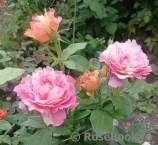 Rose des Cisterciens 