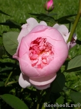 The Alnwick Rose