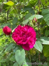 Darcey Bussell 