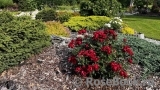 Black Forest Rose ®